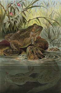 Grenouille taureau - European School